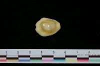 藏品(黃寶螺)的圖片